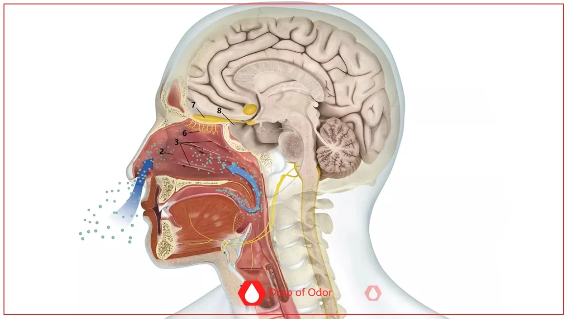 Burun Anatomisi